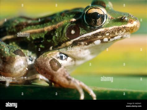 Southern leopard frog Rana Uticularia South Florida wildlife frogs amphibians Stock Photo - Alamy