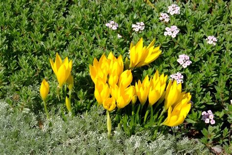 Sternbergia lutea - Alpine Garden Society