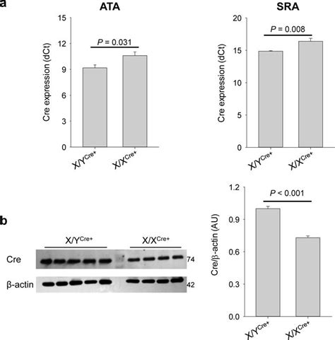 The X/X Cre+ mouse line produces lower levels of Cre recombinase than... | Download Scientific ...