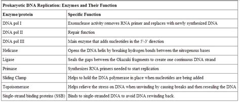 14.3B: DNA Replication in Prokaryotes - Biology LibreTexts