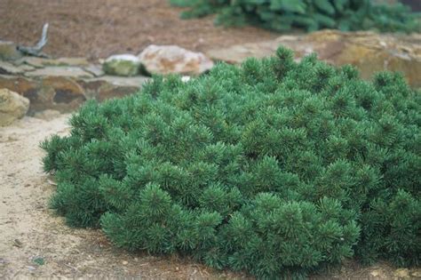 Pinus mugo var. pumilio Dwarf Mountain Pine from Hardscrabble Farms