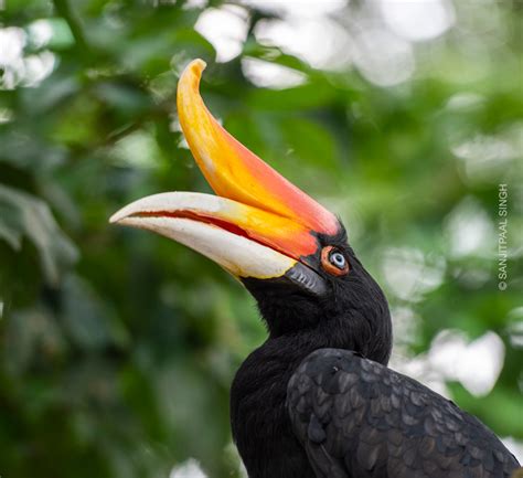 Rhinoceros Hornbill (Buceros rhinoceros)