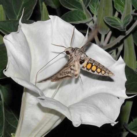 Loathed by Gardeners, Tomato Hornworms Morph into Magnificent Sphinx Moths – Texas Butterfly Ranch