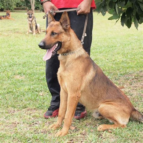 Belgian Malinois Info, Temperment, Care, Puppies, Pictures, Training