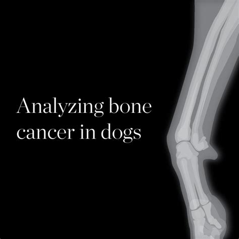 What Is The Treatment For Bone Cancer In Dogs : Fibroblastic Subtype Has A Favourable Prognosis ...