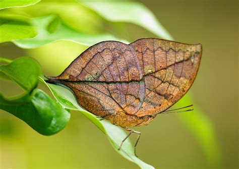 How do oakleaf butterflies mimic dead leaves? - Earth.com