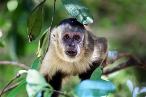 Capuchin Monkey as a Pet: Cost to Get One & Do They Make Good Pets - AnimalStart