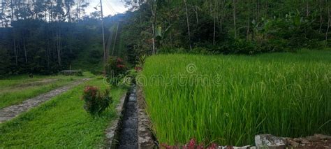 Terasering Ricefield Rice Plants Stock Photo - Image of wetland, plantation: 267956638