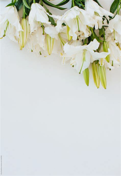 "White Lilies On White Background" by Stocksy Contributor "Liliya Rodnikova" - Stocksy