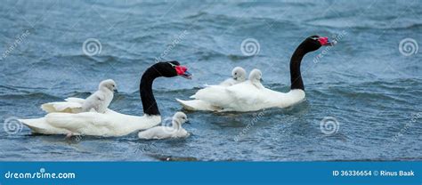 Black-Necked Swan Pair stock photo. Image of adults, swimming - 36336654