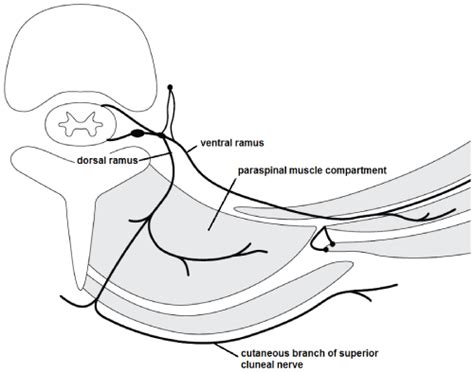 Superior Cluneal Nerve Distribution