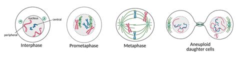 The location of a chromosome has a major impact on its fate during cell ...