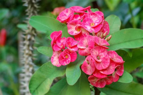 How to Grow and Care for Euphorbia