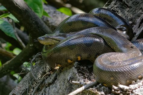 What is the largest green anaconda ever recorded - bjklo