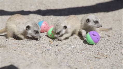 A Trio of Tiny Baby Meerkats Learn How to Forage Using Colorful Plastic Balls With Treats Inside