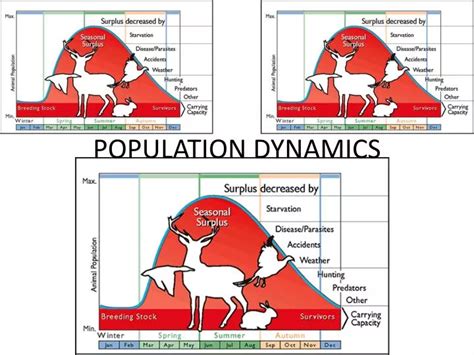 PPT - POPULATION DYNAMICS PowerPoint Presentation, free download - ID:2108099