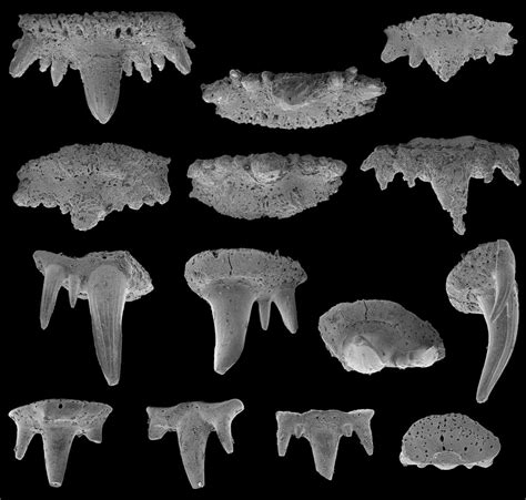 Cladodont teeth from sample MH−1, middle Tournaisian of Muhua, China.... | Download Scientific ...