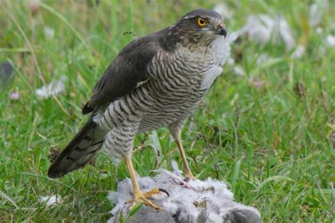 Birds of Prey in Ireland: The Complete Guide