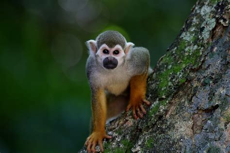 9 Different Types of Monkeys (Species List) - AnimalStart