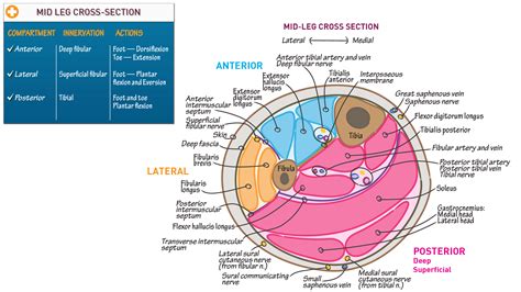 BMS Anatomy: Cross Section of the Leg | ditki medical & biological sciences