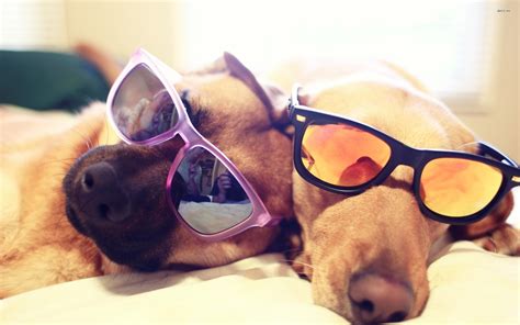 Dog Sunglasses Wallpapers - Wallpaper Cave