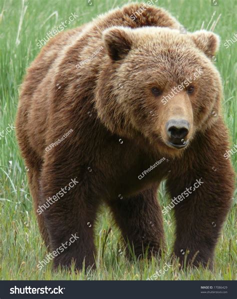 Big Grizzly Brown Bear Stock Photo 17086429 : Shutterstock