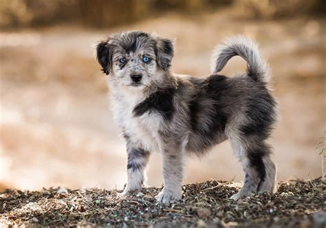 Aussiedoodle Puppies for Sale Near Me | Central Park Puppies