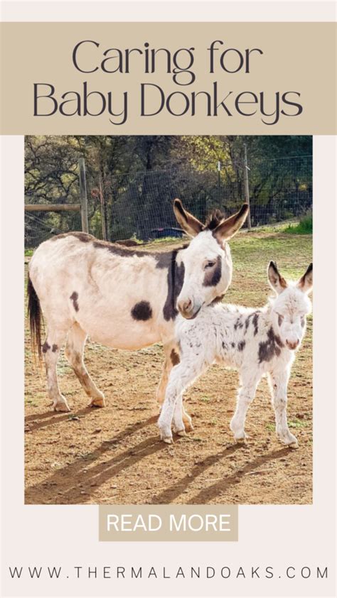 Baby Donkey Care | Thermaland Oaks