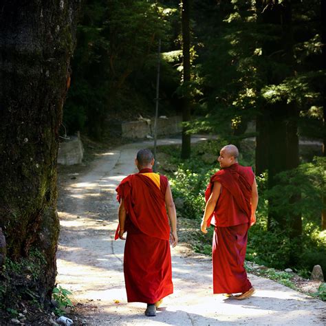 Two Monks Walking on Trail Lined With Trees · Free Stock Photo