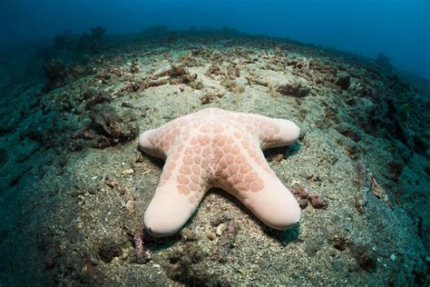 17 Bizarre and Beautiful Starfish Species