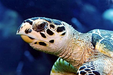 Hawksbill Sea Turtle – "OCEAN TREASURES" Memorial Library