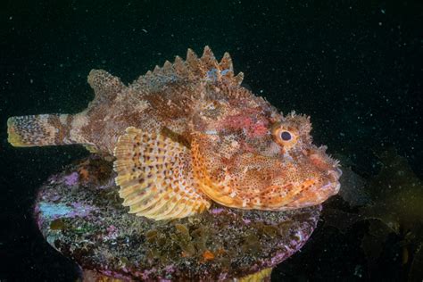 Grandfather Hapuku / New Zealand Scorpion Fish | Auckland Scuba Dive