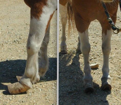 Laminitis, Chronic | Equines, Horses, Equine veterinarian