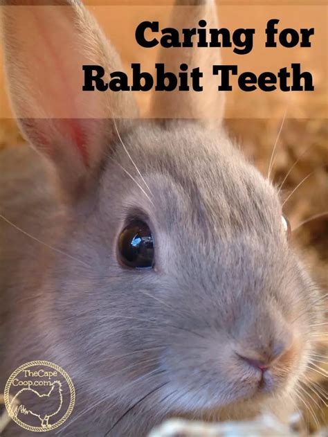 Caring for Rabbit Teeth - The Cape Coop