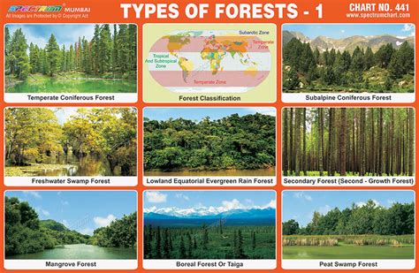 What are the 6 types of forests? - Rankiing Wiki : Facts, Films, Séries ...