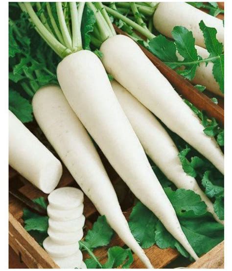 White Radish (White Long) Vegetable Seeds 1 PACK OF 100: Buy White Radish (White Long) Vegetable ...