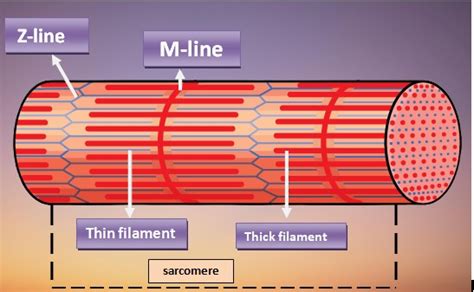 Skeletal Muscle Fiber-Definition and Structure