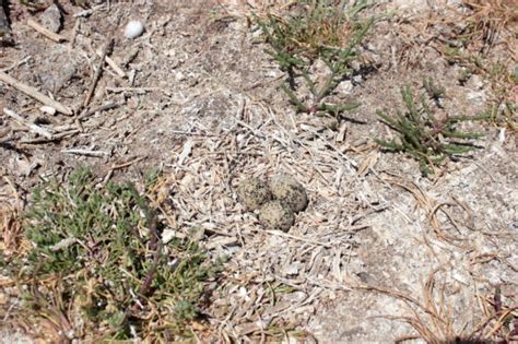 A nest of the Kentish plover with three eggs | Download Scientific Diagram