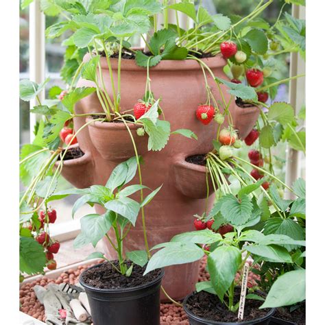 Buy Terracotta strawberry planter: Delivery by Waitrose Garden