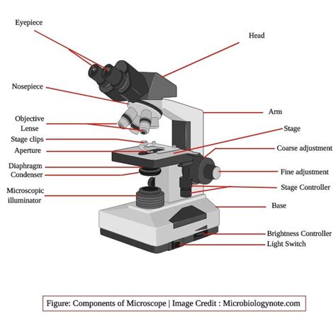 Parts of Microscope with their Functions and Working Principle ...