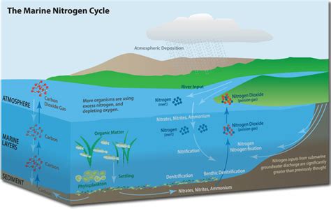 NY Sea Grant | NYSG: Harmful Algal Blooms (News - State of the Bays ...