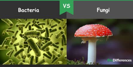 Difference Between Bacteria and Fungi – Bio Differences