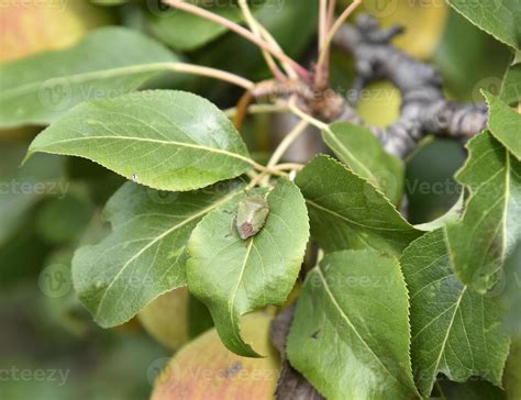 A green garden bug on green foliage in the garden in summer. Insect ...