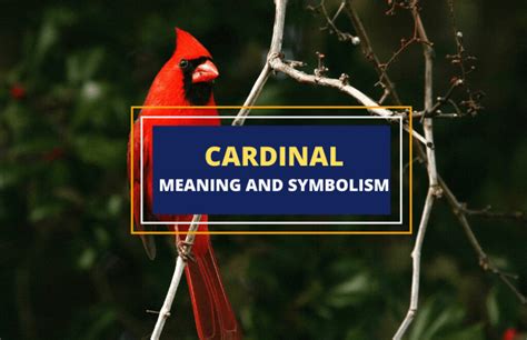 Symbolism Of The Cardinal Bird - Symbol Sage