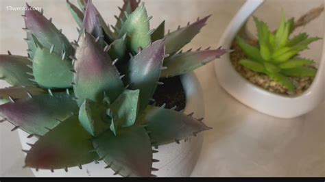 Why low maintenance succulents make for easy houseplants | 13wmaz.com