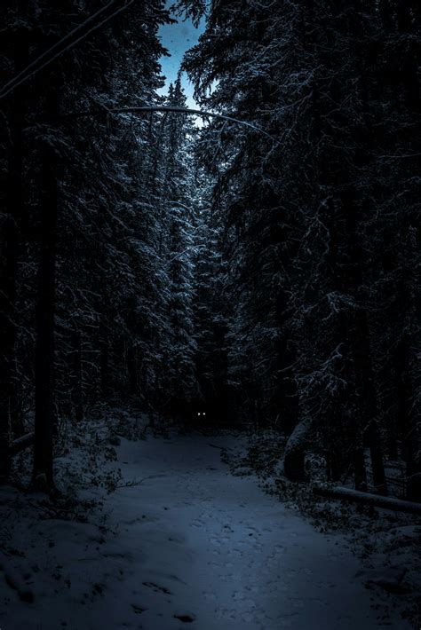 1500+ Night Forest Pictures | Download Free Images on Unsplash