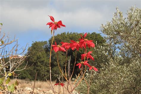 Пуансеттия (рождественская звезда) | Galilee, Israel | unicorn7unicorn | Flickr