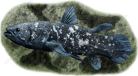 Coelacanth, Illustration - Stock Image - C027/4898 - Science Photo Library