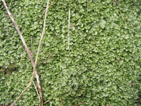 21stcenturynaturalist: Liverworts and Their Phytochemistry