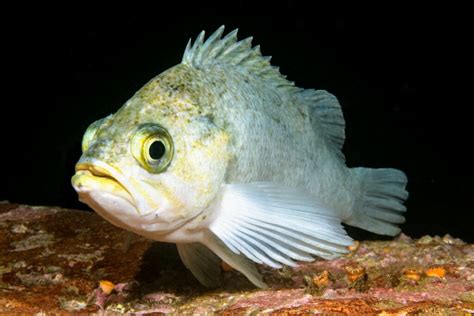 Pacific rockfish give clues about the genetic basis of longevity • Earth.com